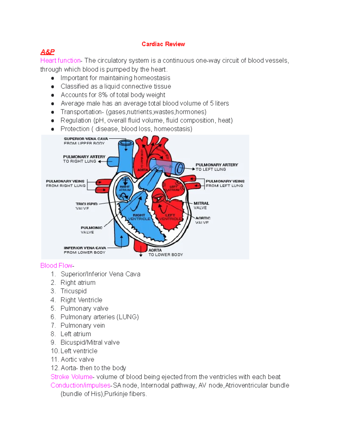 Cardiac Review - Cardiac Review A&P Heart function- The circulatory ...
