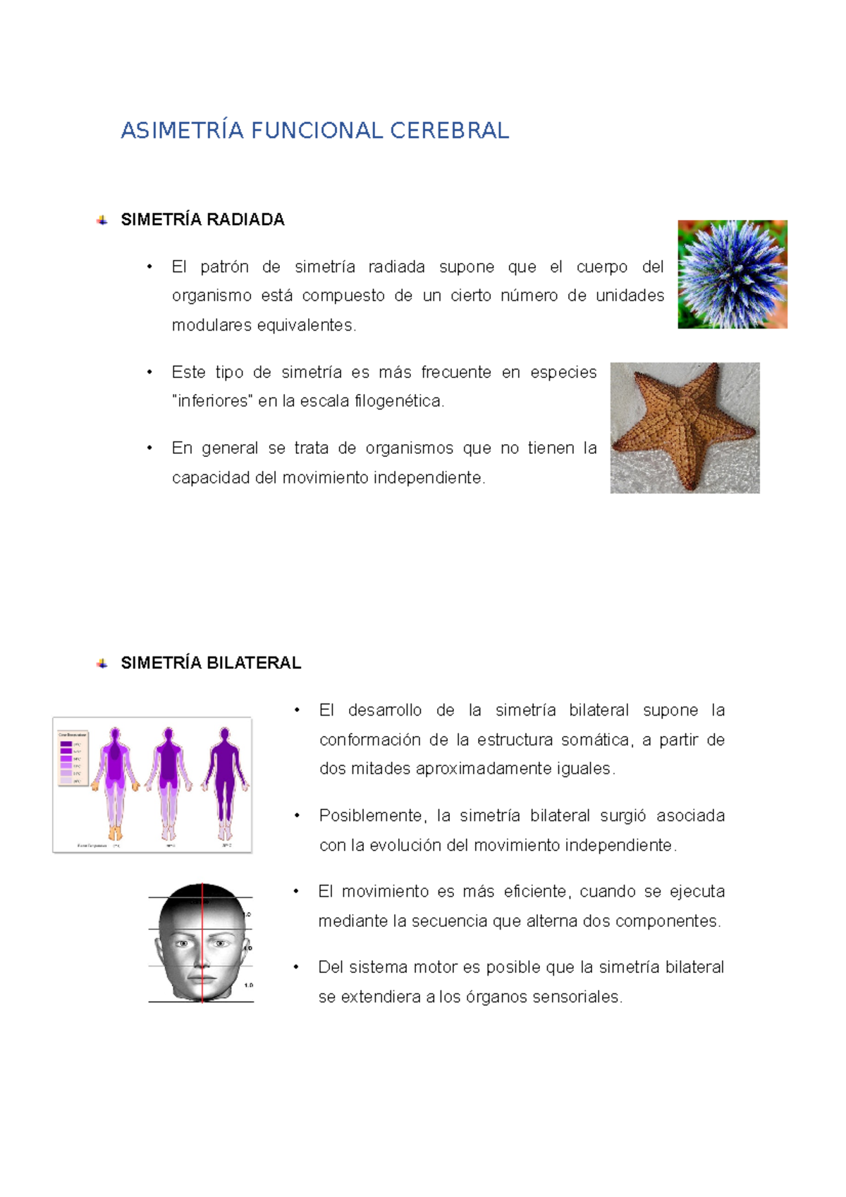 Tema 2.- Asimetría Funcional Cerebral - Simetria radiada y bilateral ...