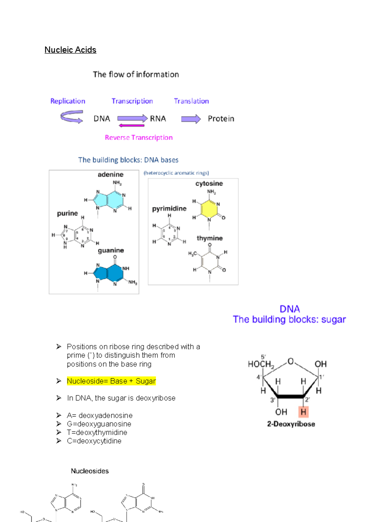 Nucleic Acids Lecture notes with additional research notes from
