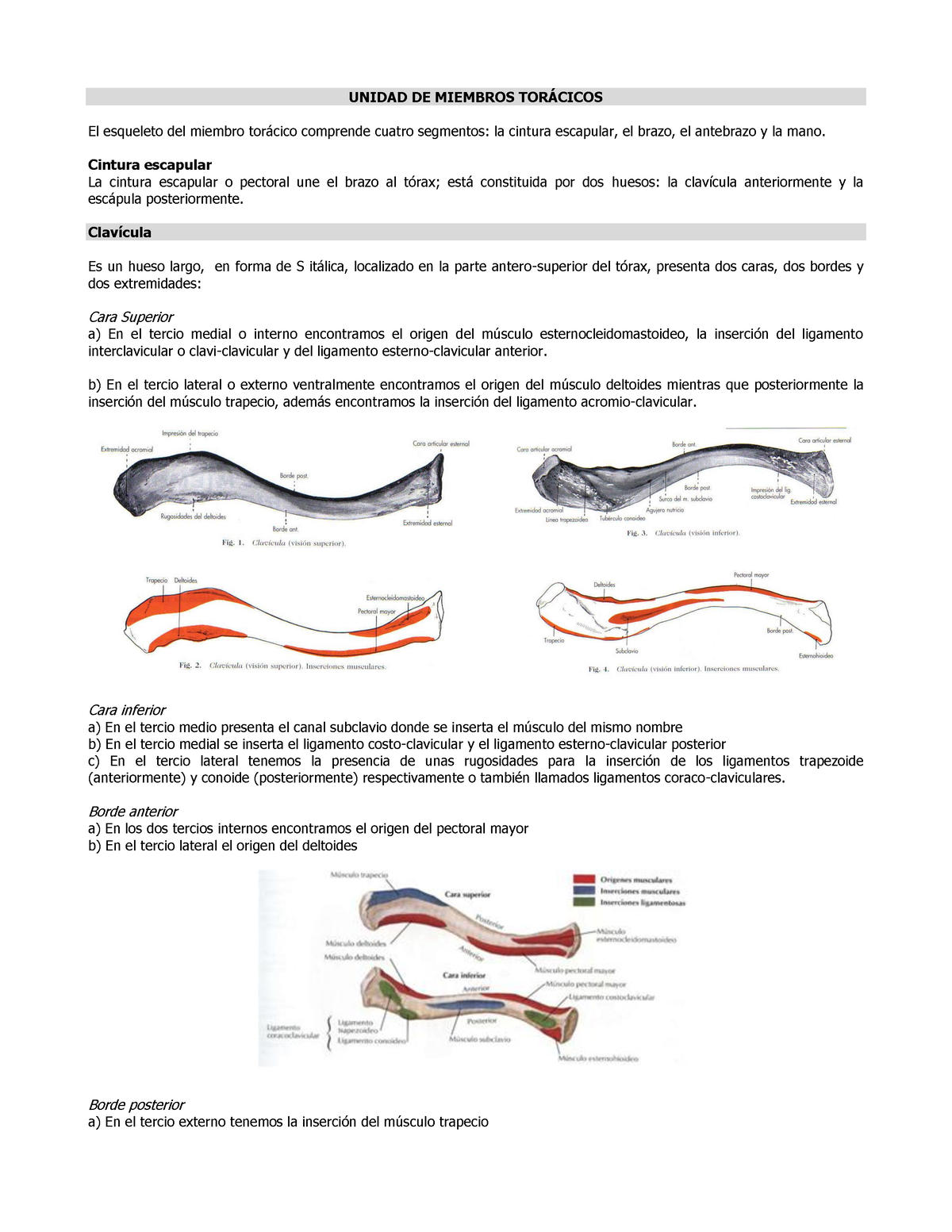 Anatomia Miembro Superior - UNIDAD DE MIEMBROS TOR¡CICOS El Esqueleto ...