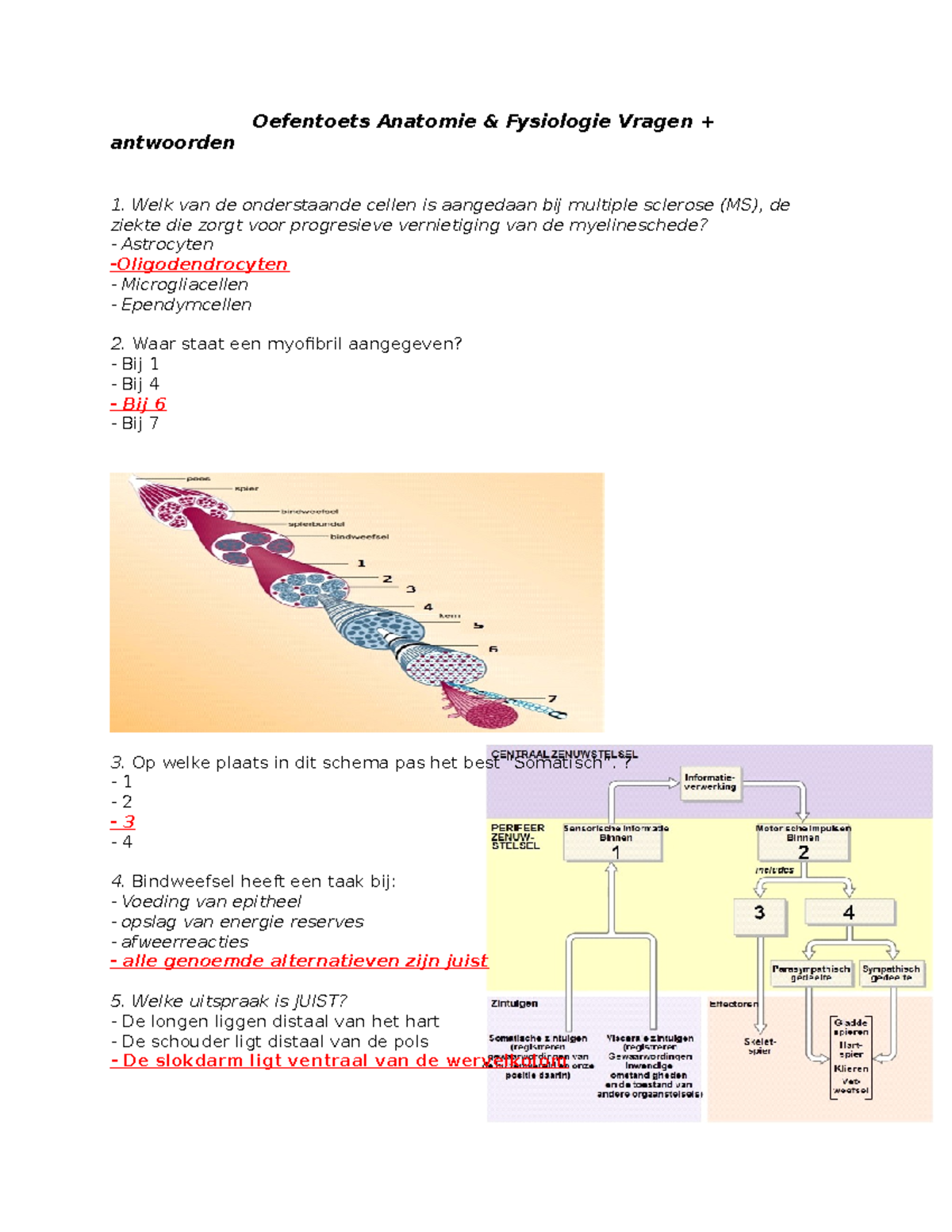 Oefen Tentamen - Anatomie - Oefentoets Anatomie & Fysiologie Vragen ...