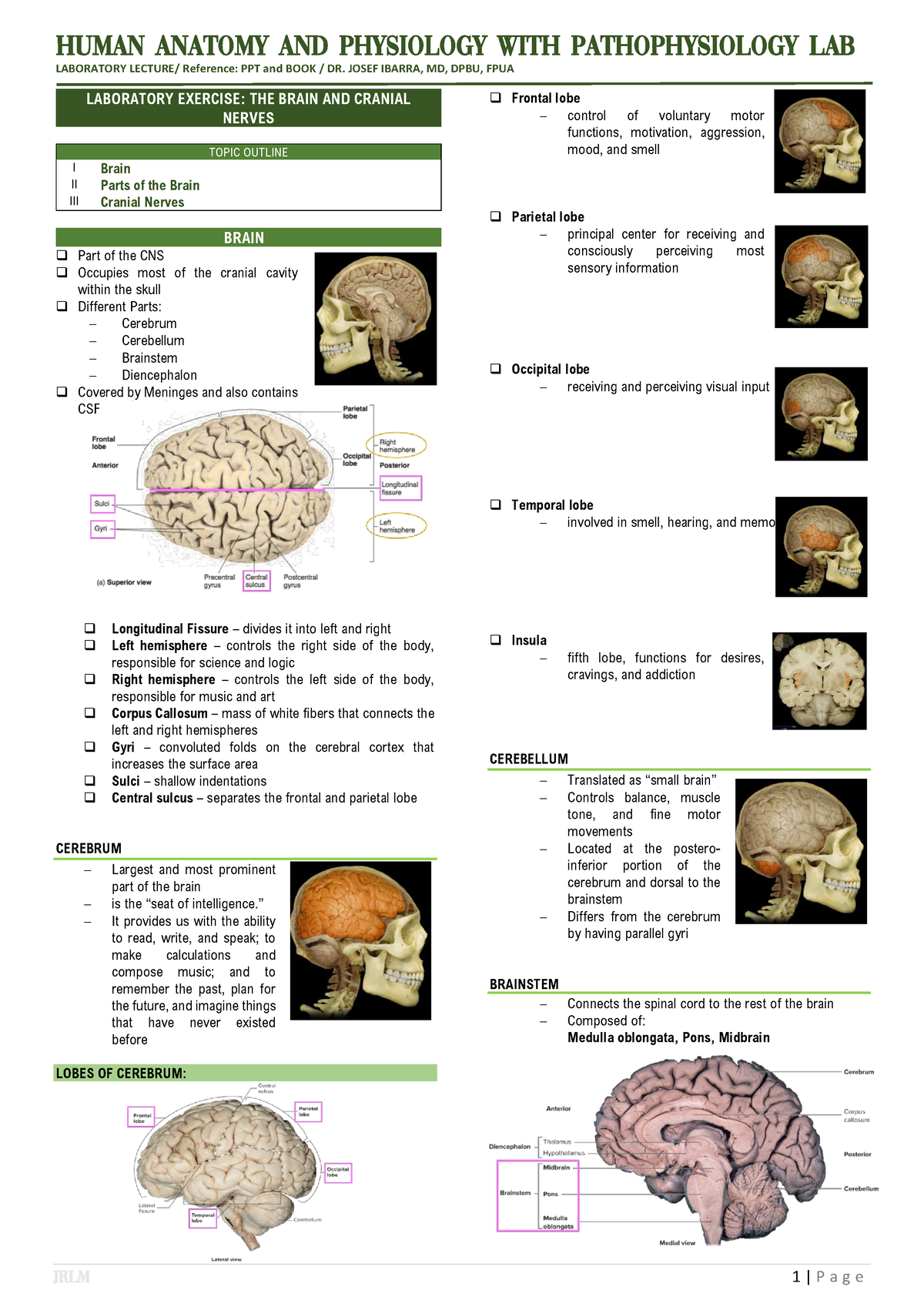 Happ Lab - The Brain And Cranial Nerves - Human Anatomy And Physiology 