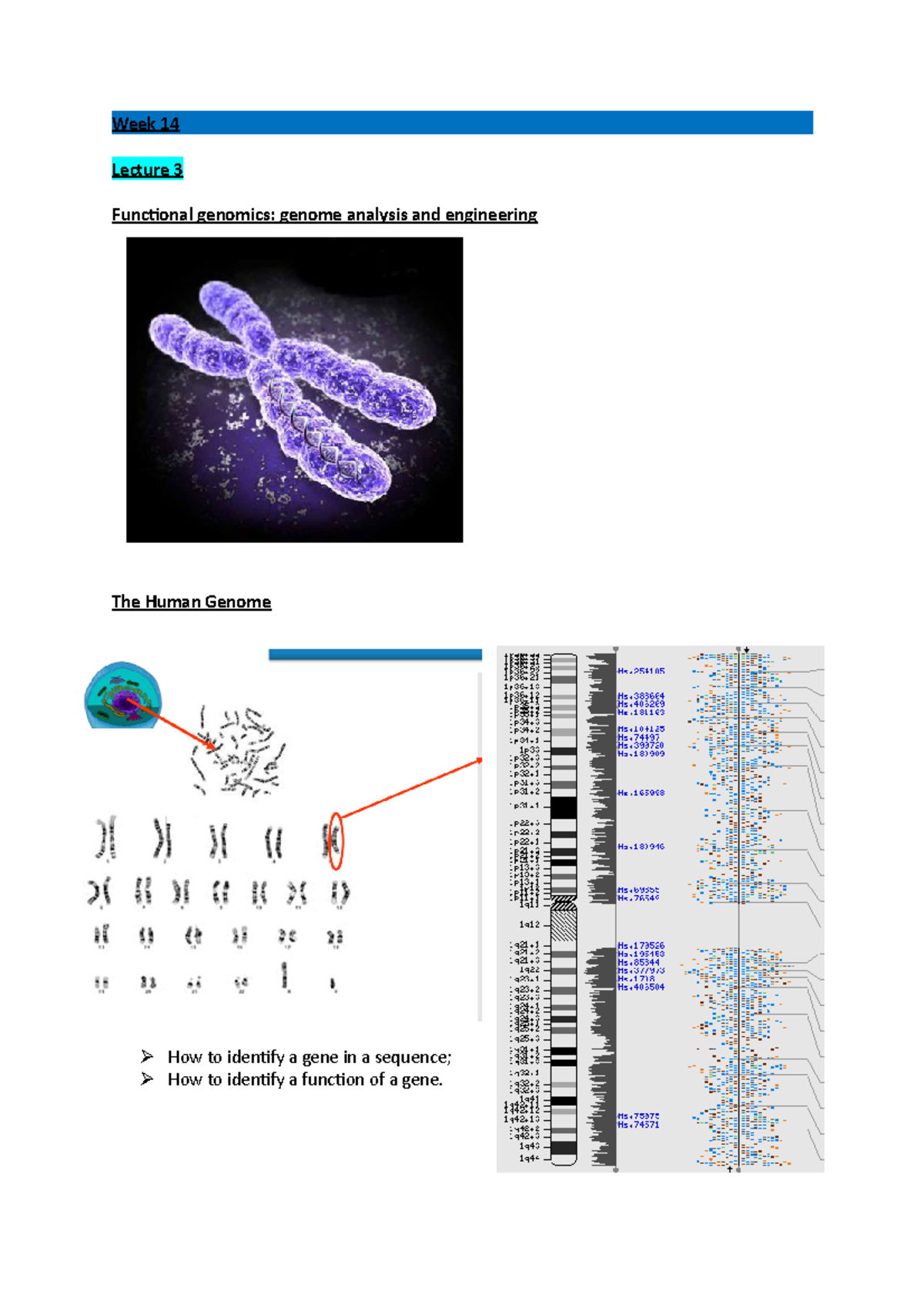 Week 14 notes - Week 14 Lecture 3 Functional genomics: genome analysis ...