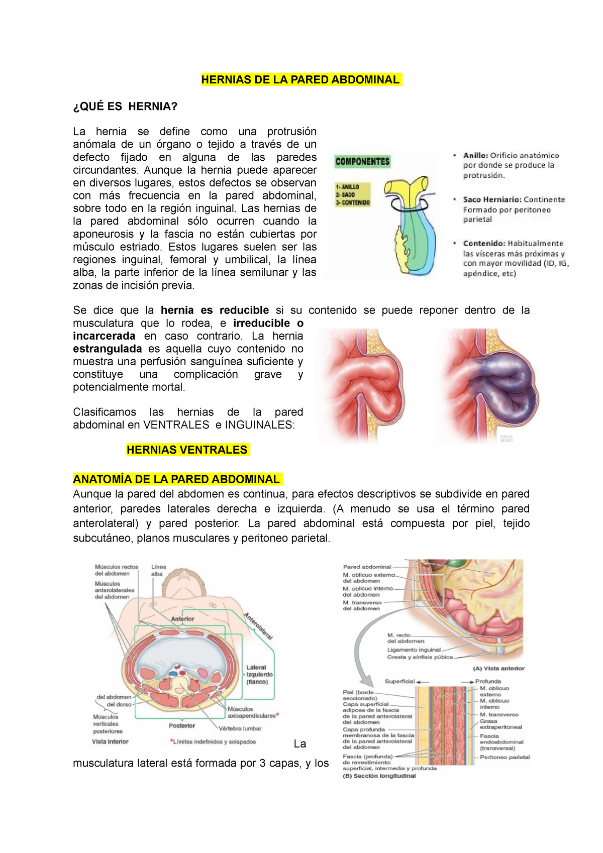 capas anatómicas de la pared abdominal