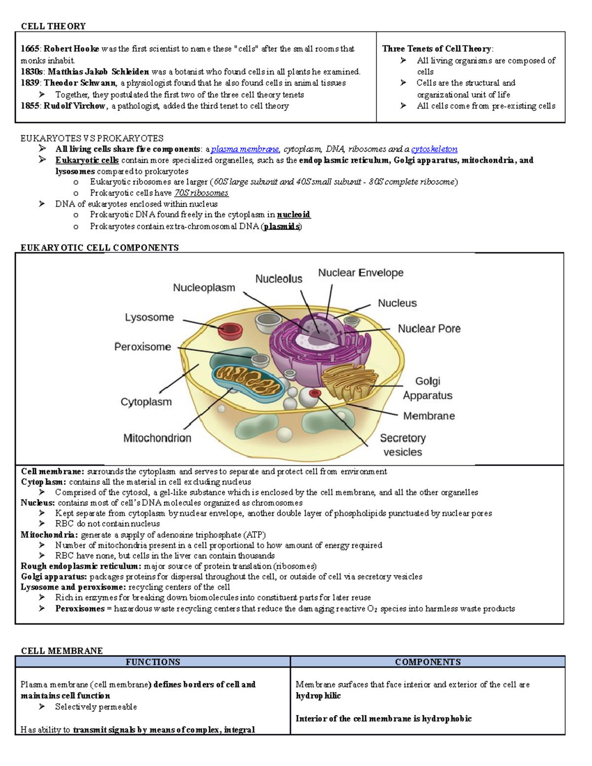 Cell structure CELL THEORY 1665 Robert Hooke was the first
