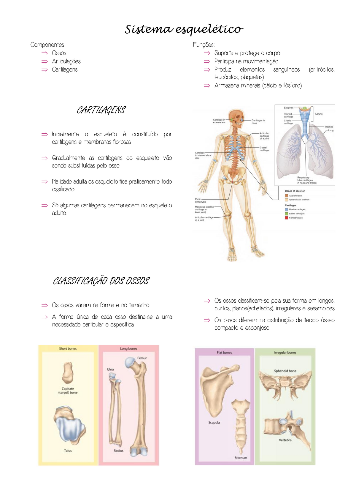 Sistema esquelético completo - Sistema esquelético Componentes