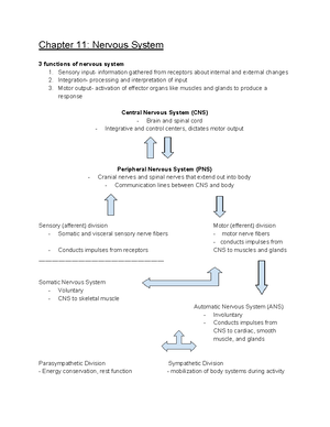 Bio Chapter 12 Central Nervous System - Chapter 12 - Central Nervous ...