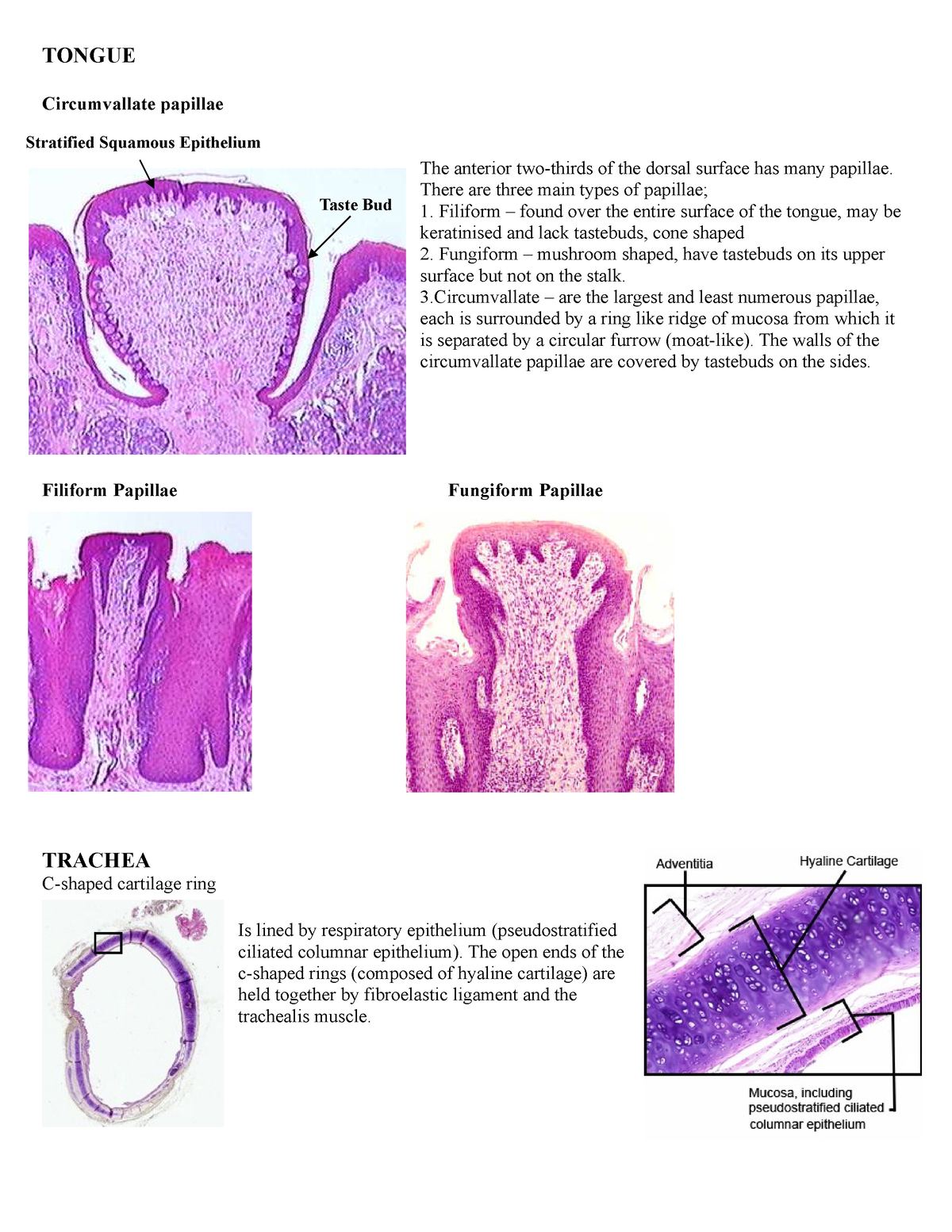 Revision slides 3of3 - TONGUE Circumvallate papillae The anterior two ...