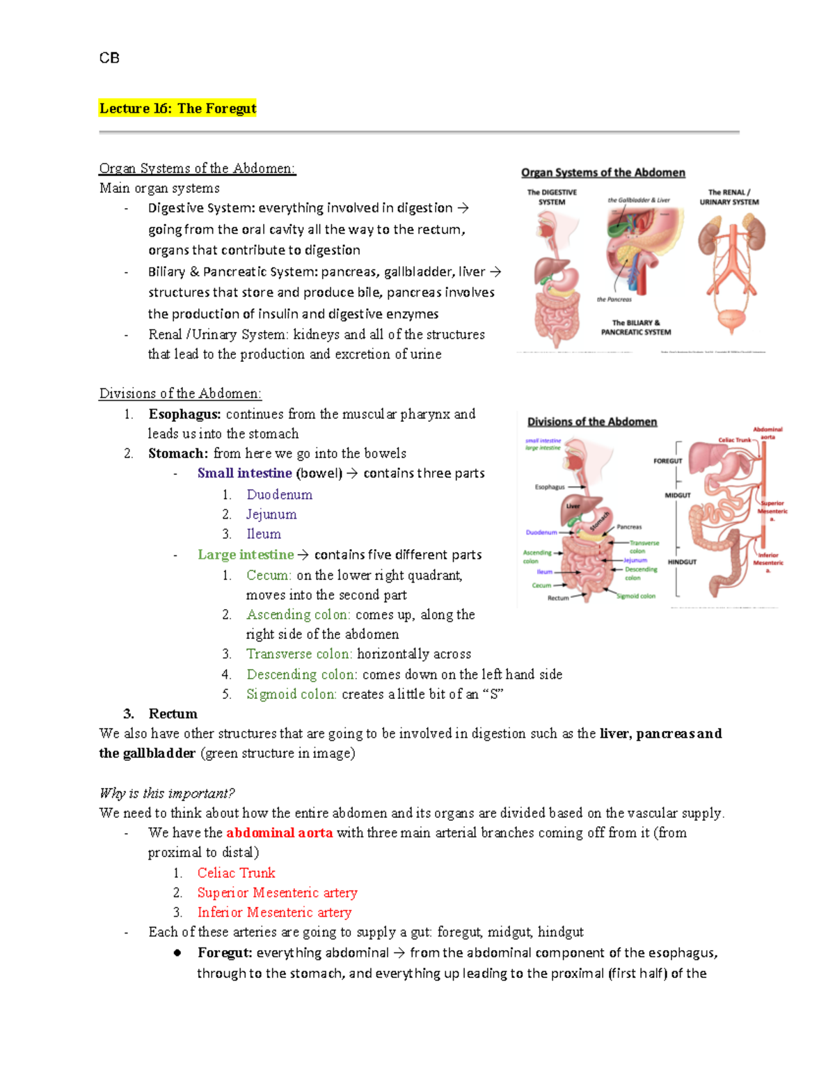 L16 - Dr. Ventura - Lecture 16: The Foregut Organ Systems of the ...