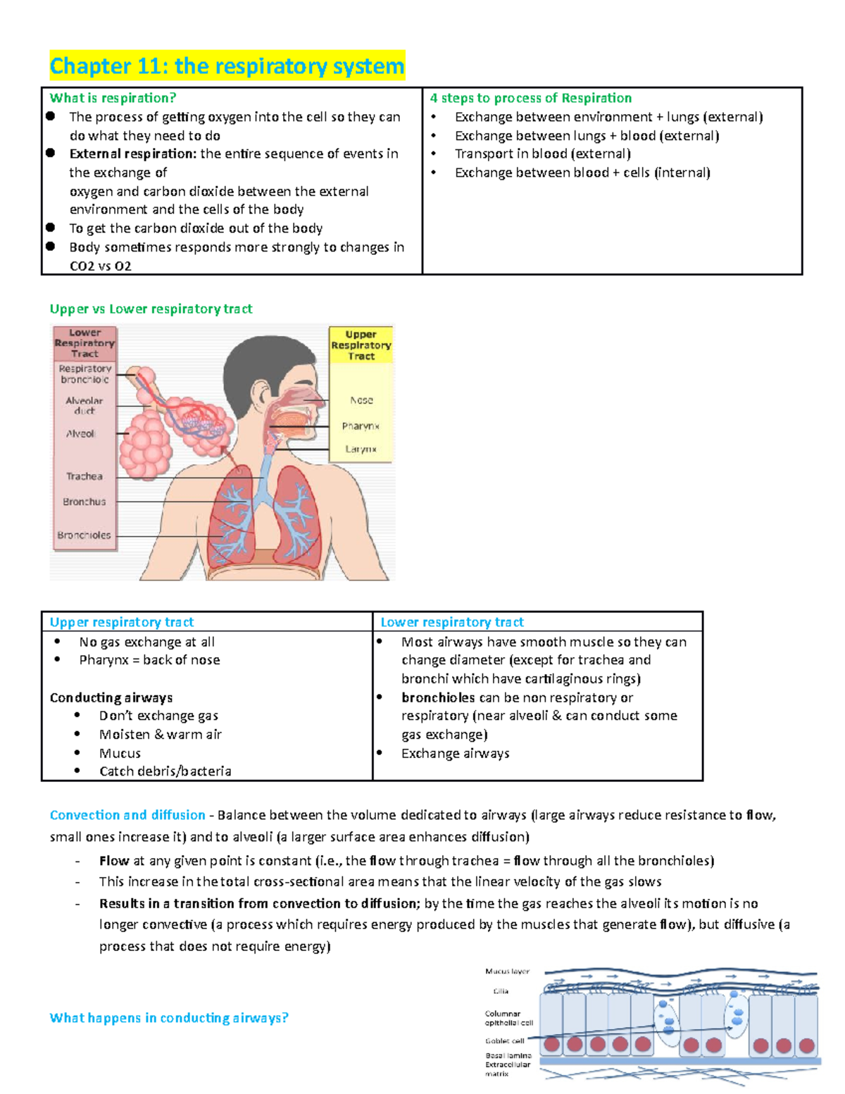 Midterm 1 Notes - Respiratory System - Chapter 11: The Respiratory ...