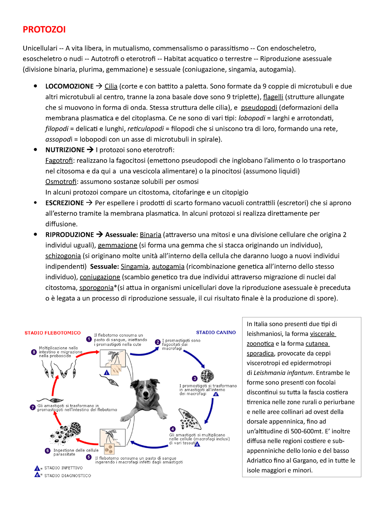 Protozo 1 Protozoi Unicellulari A Vita Libera In Mutualismo Commensalismo O Parassitismo