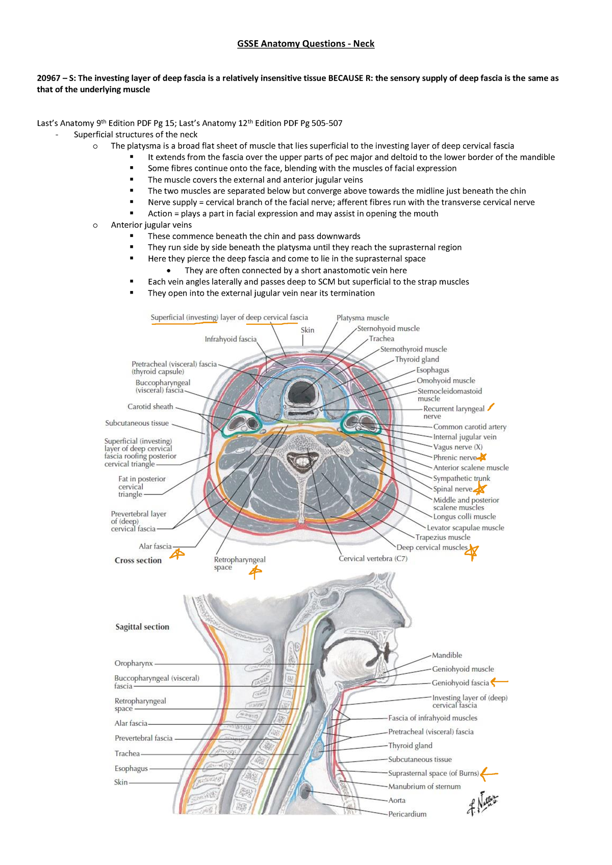 Neck Bank QA for GSSE - GSSE Anatomy Questions - Neck 20967 – S: The ...