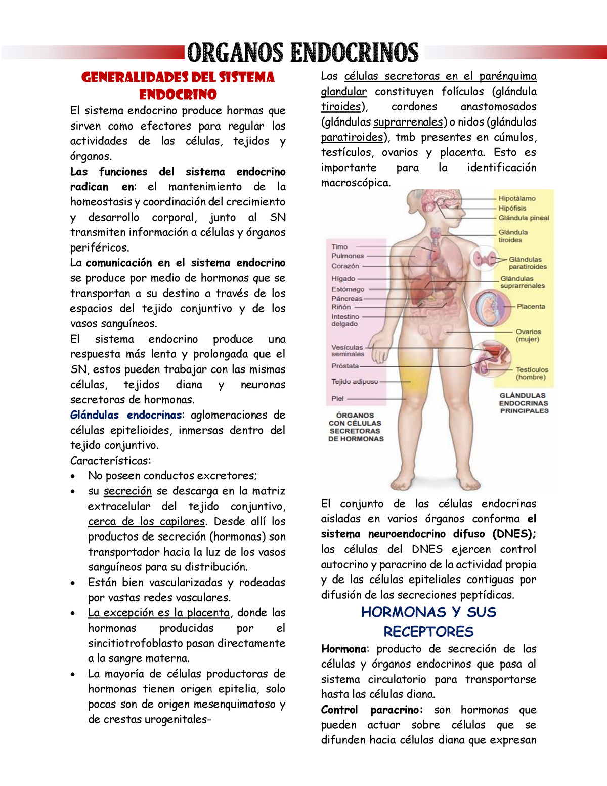 CAP 21- Organos Endocrinos - ORGANOS ENDOCRINOS GENERALIDADES DEL ...