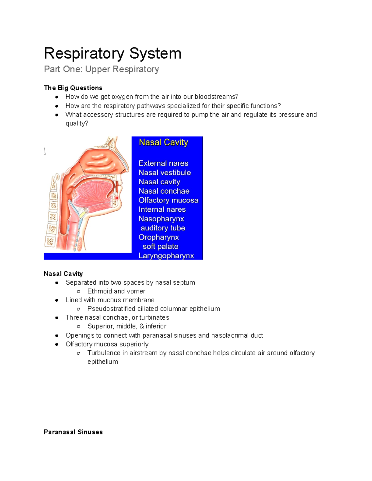 W12 Respiratory System Respiratory System Part One Upper Respiratory