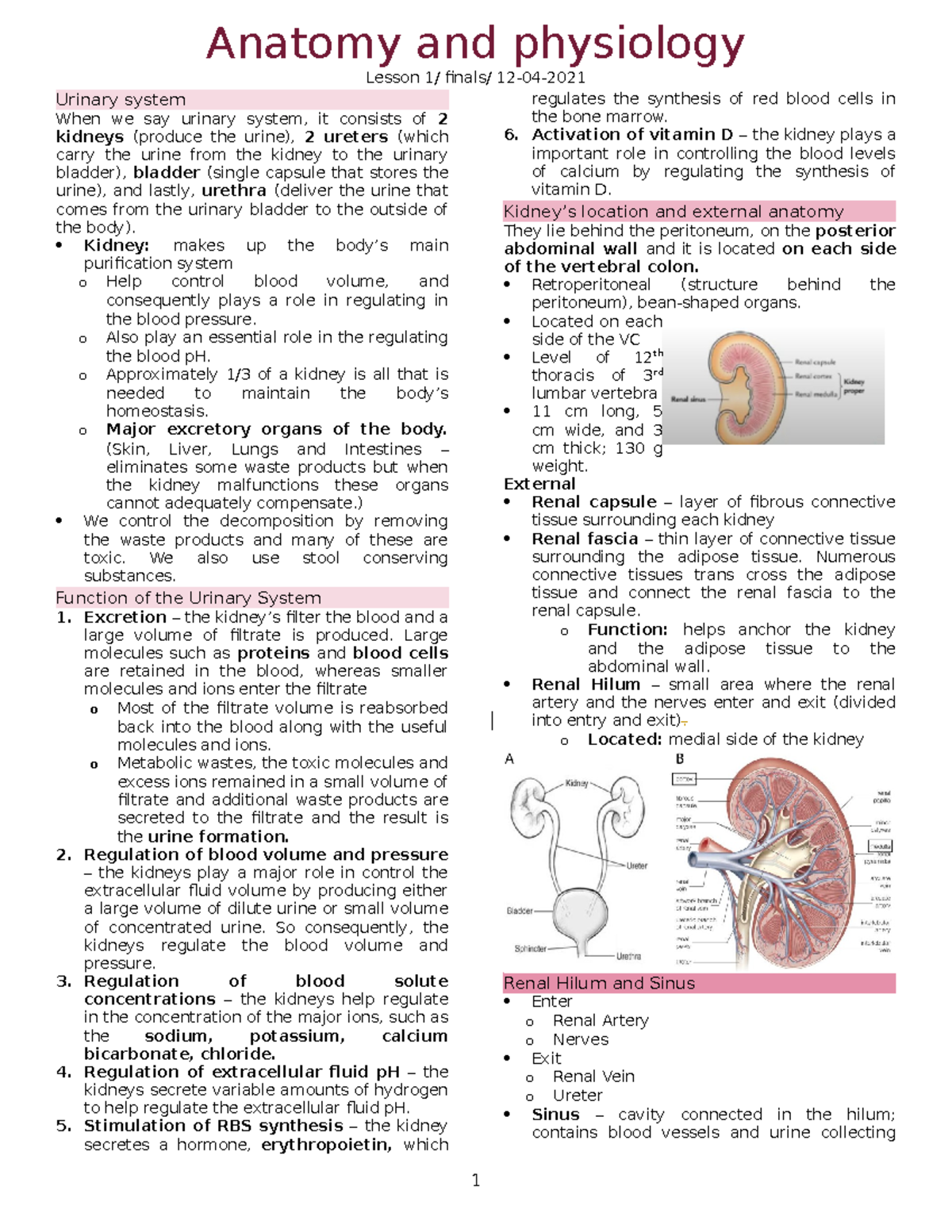 Urinary system study guide - Lesson 1/ finals/ 12-04- Urinary system ...