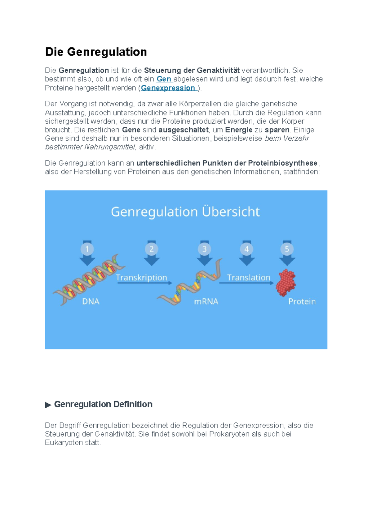 Die Genregulation Zusammenfassung und Beschreibung als Lernzettel