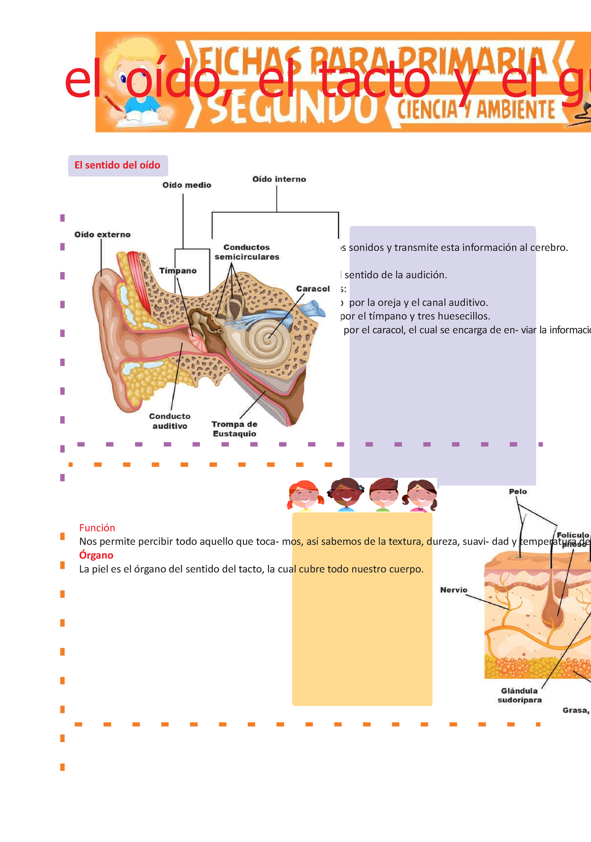 El Oído El Tacto Y El Gusto Para Segundo De Primaria Función Nos