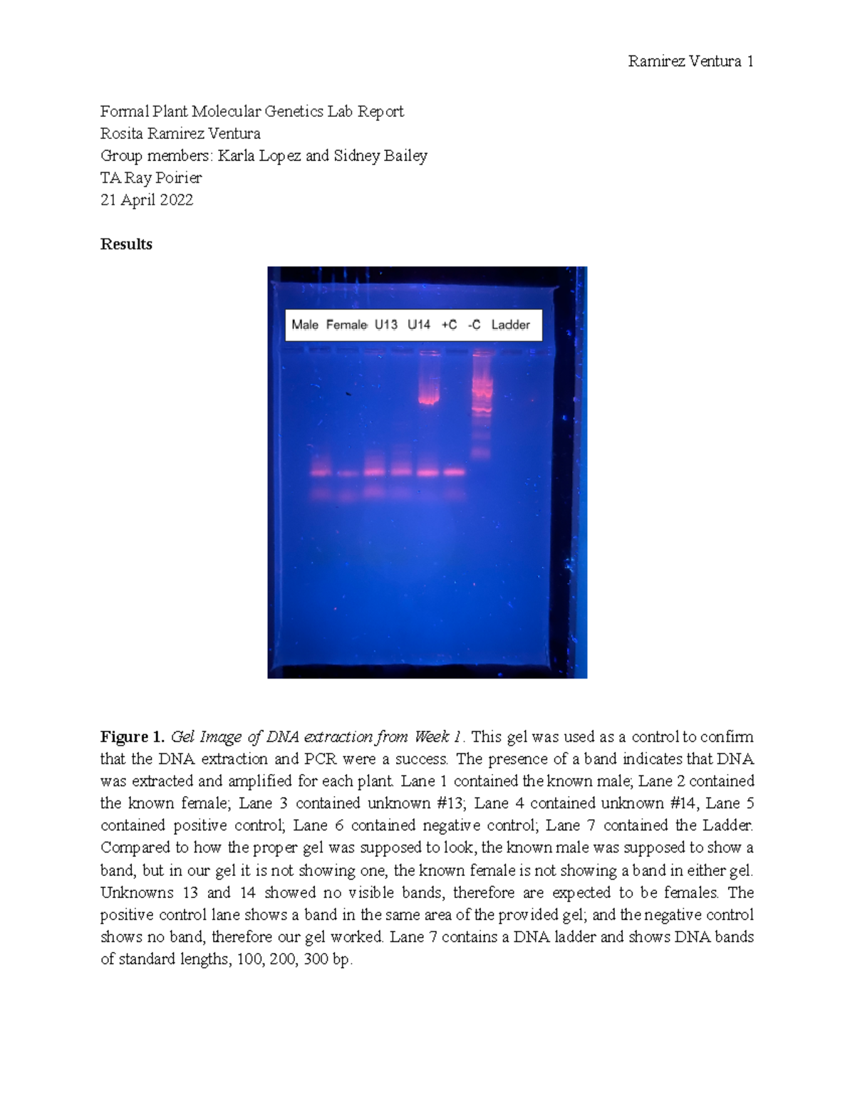 Formal Plant Molecular Genetics Lab Report - Gel Image of DNA ...