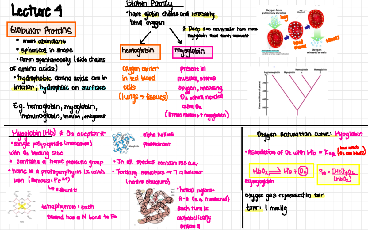 Lecture Review 4 - notes from ppts - Globin family Lecture 4 have ...