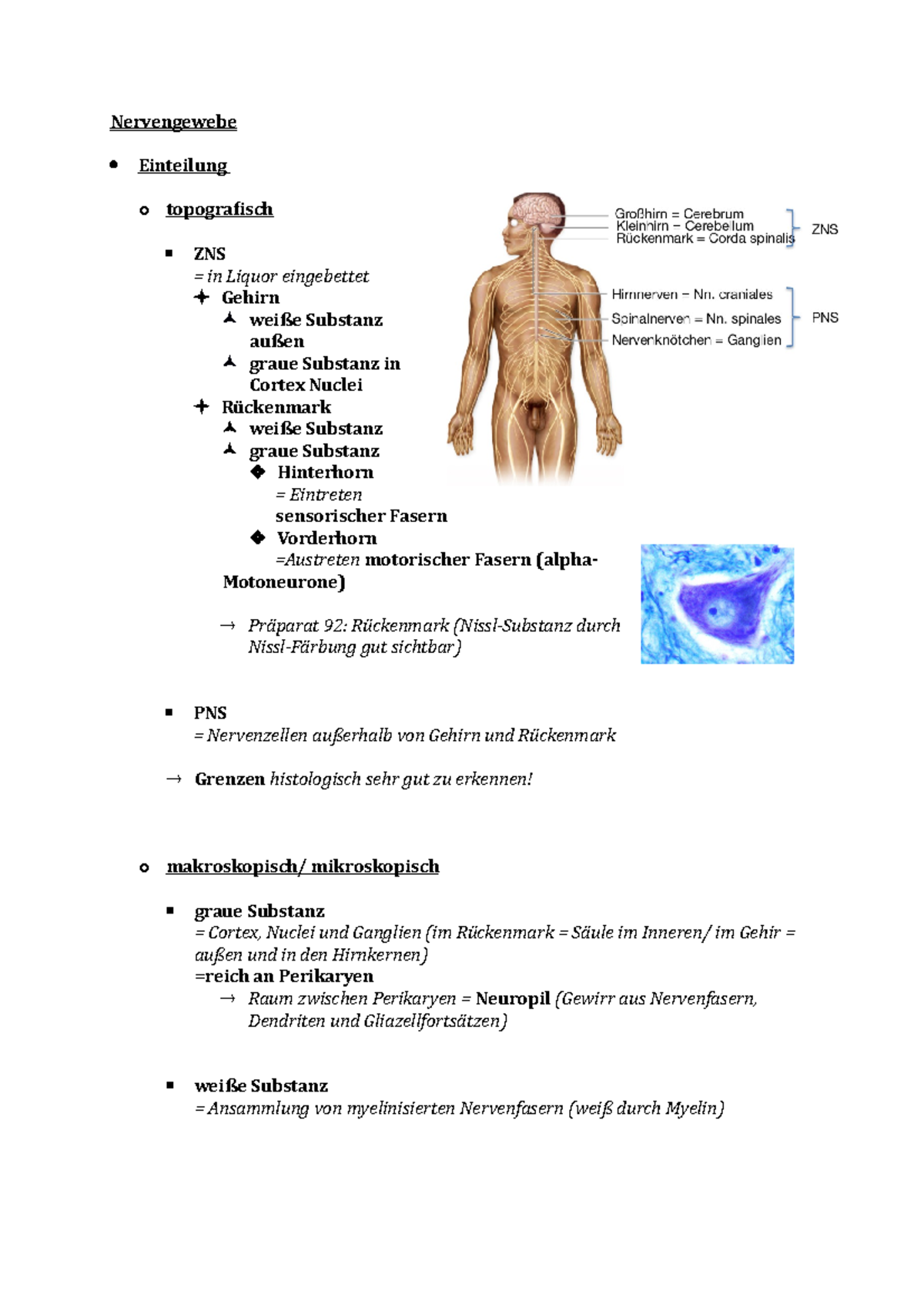 Nervengewebe - Histo TB2- Gewebelehre - Nervengewebe Einteilung o ...