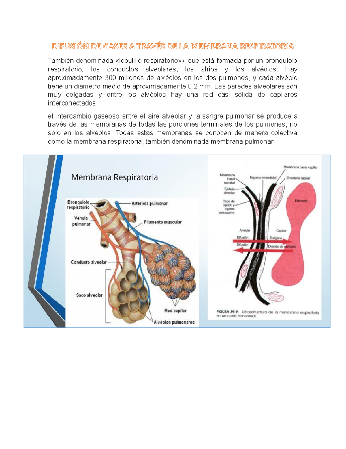 Capas De La Membrana Respiratoria