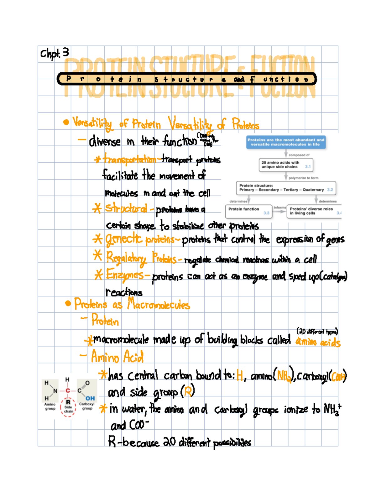 Chpt 3. Protein Structure and Function Chp 3 P r o t e i n s t n u o