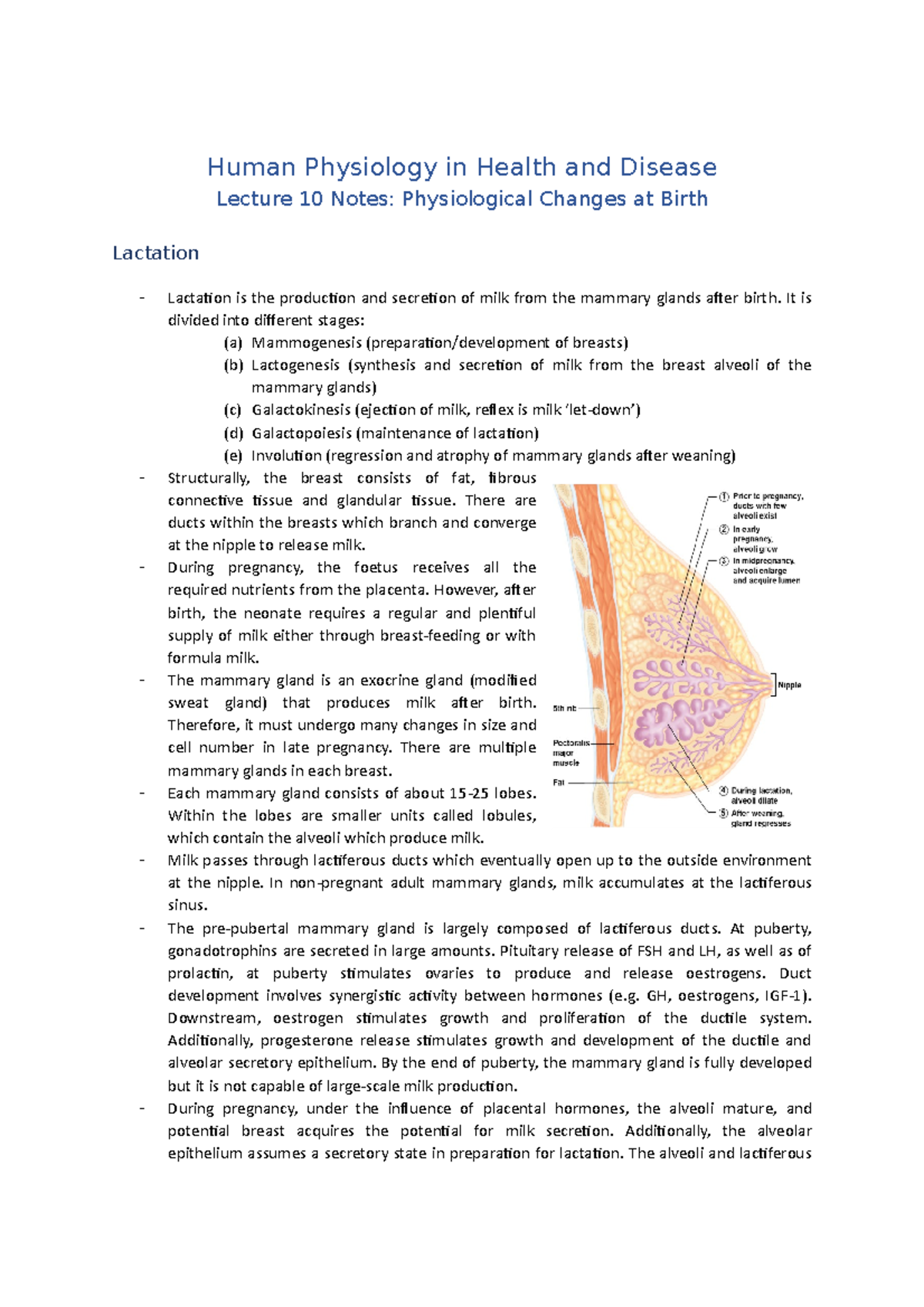 Lecture 10 Notes (Lactation) - Human Physiology in Health and Disease ...
