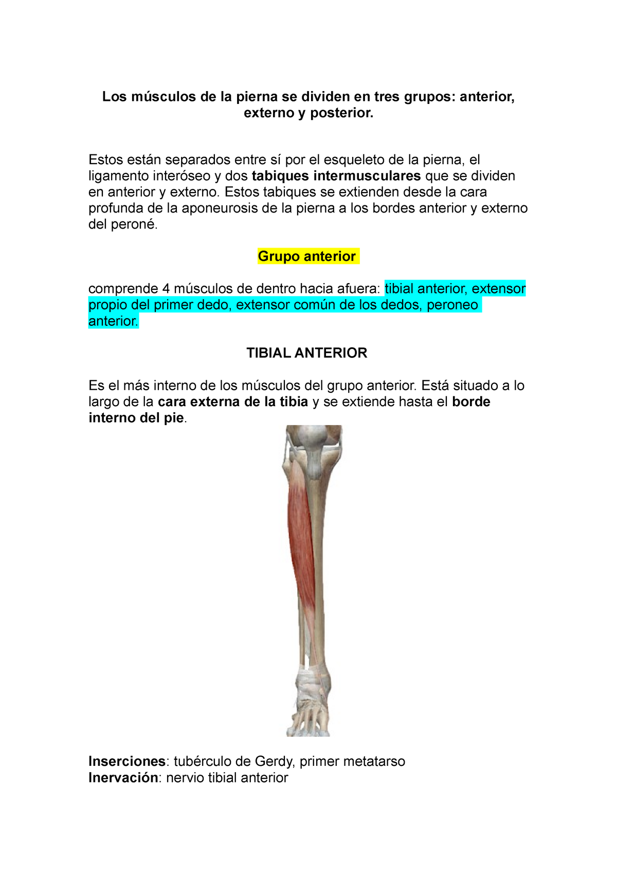 origen e inserción del músculo tibial posterior