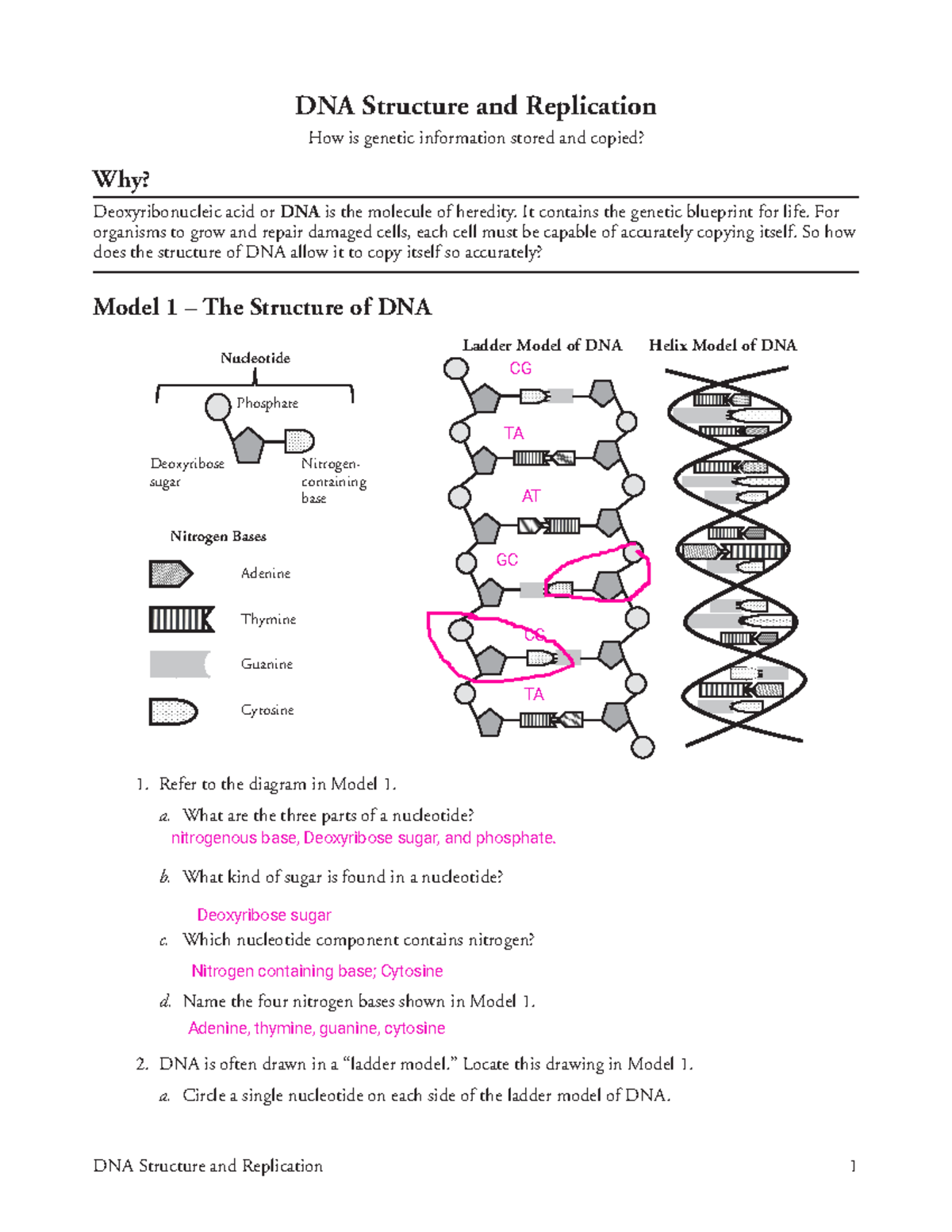 DNA Structure and Replication - It contains the genetic blueprint for ...