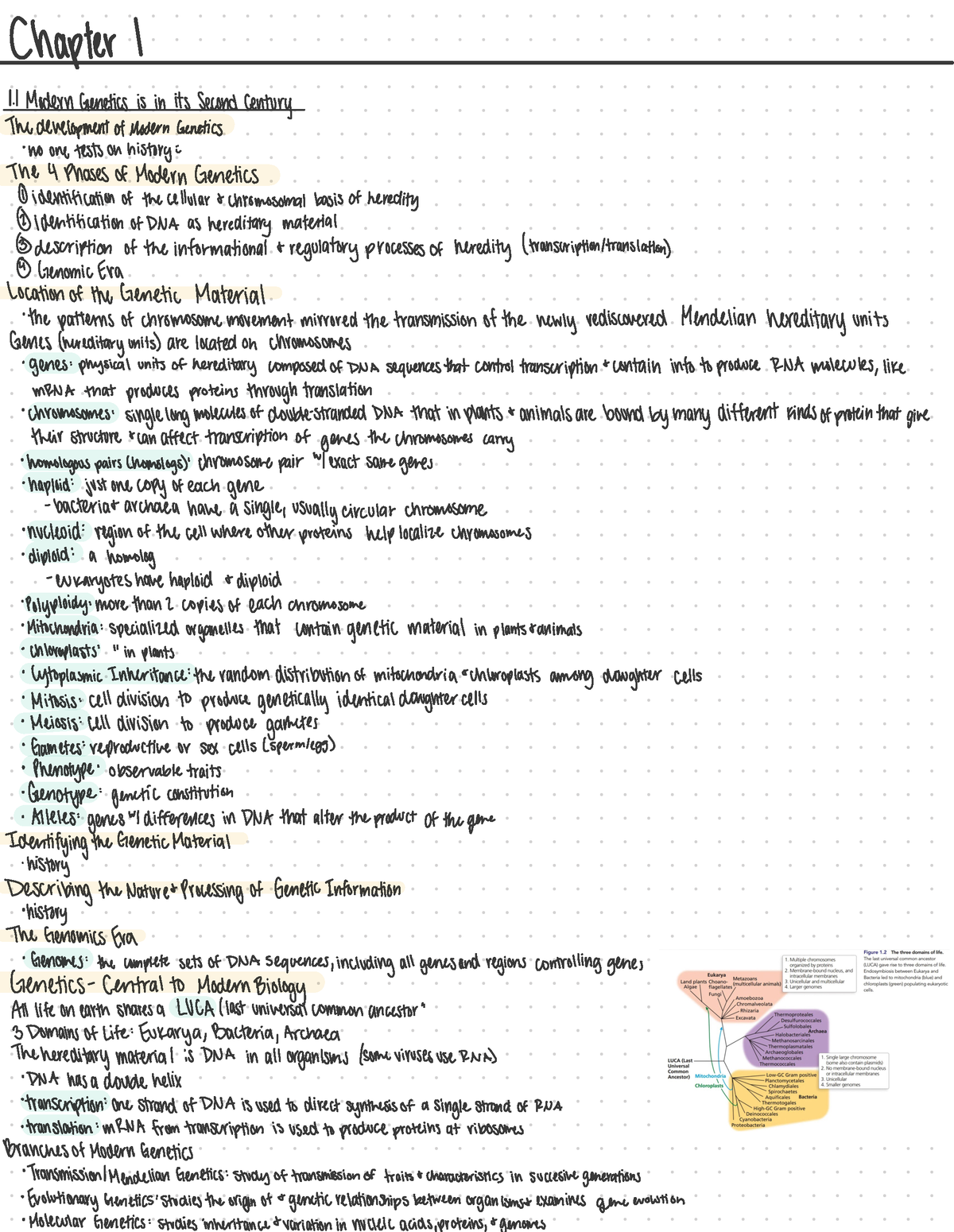 Textbook Notes . - Chapter . Modern Genetics isinits second century The ...