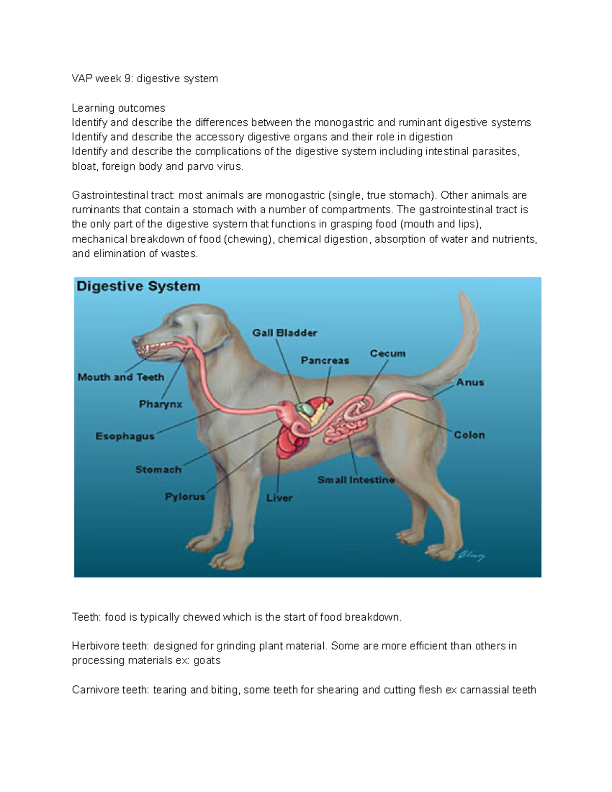 Dog Monogastric Digestive System | atelier-yuwa.ciao.jp