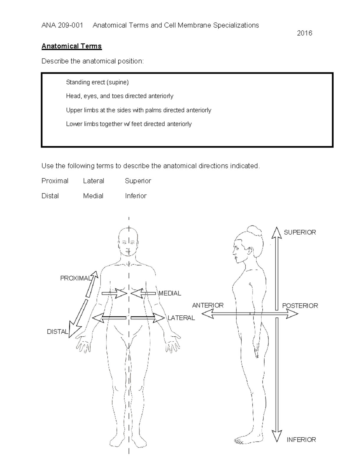 1. Anatomical Terms and cell membrane specializations - ANA 209-001 ...