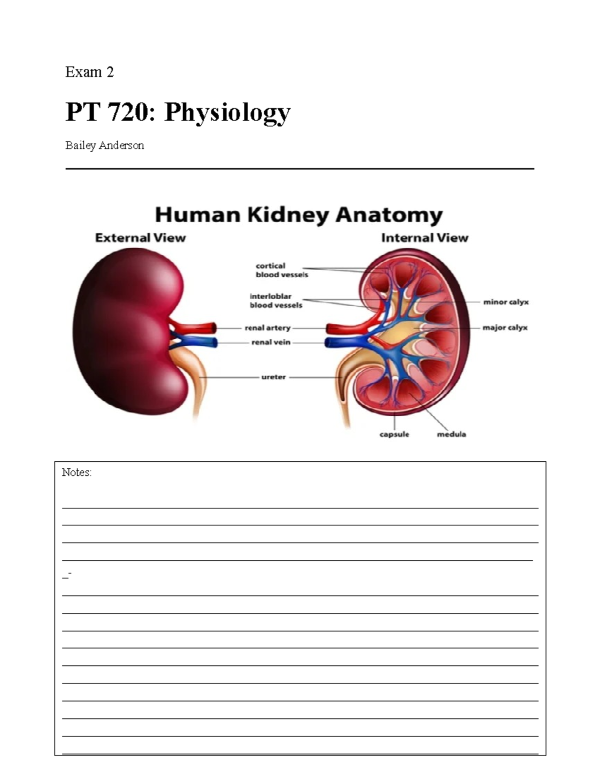 Exam 2 Study Guide - Exam 2 PT 720: Physiology Bailey Anderson Notes ...