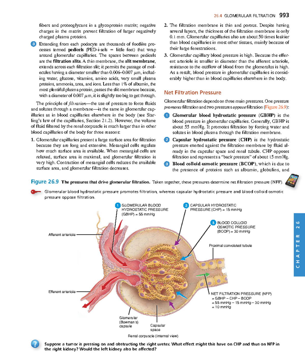 Glomerular filtration definition anatomy at shelly cote blog