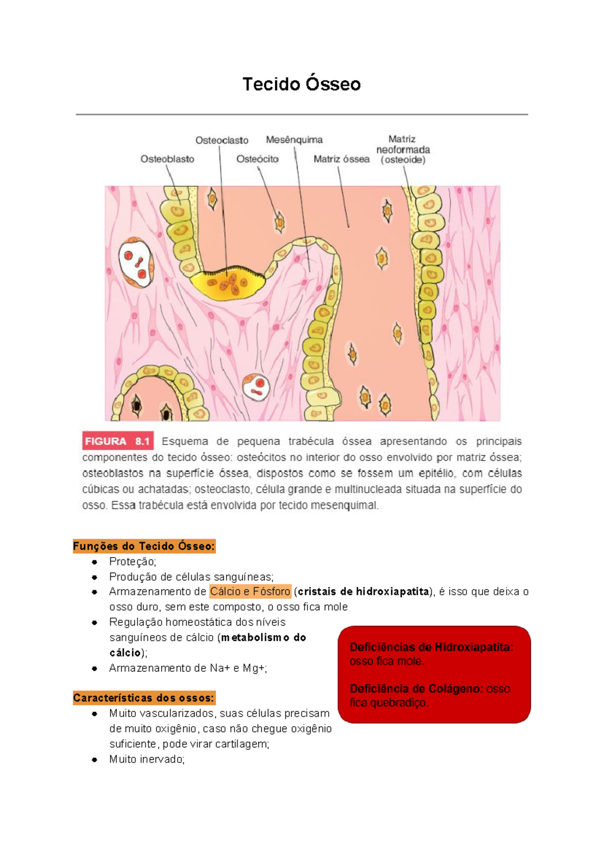 Histologia do Tecido Ósseo - Tecido Ósseo Funções do Tecido Ósseo ...
