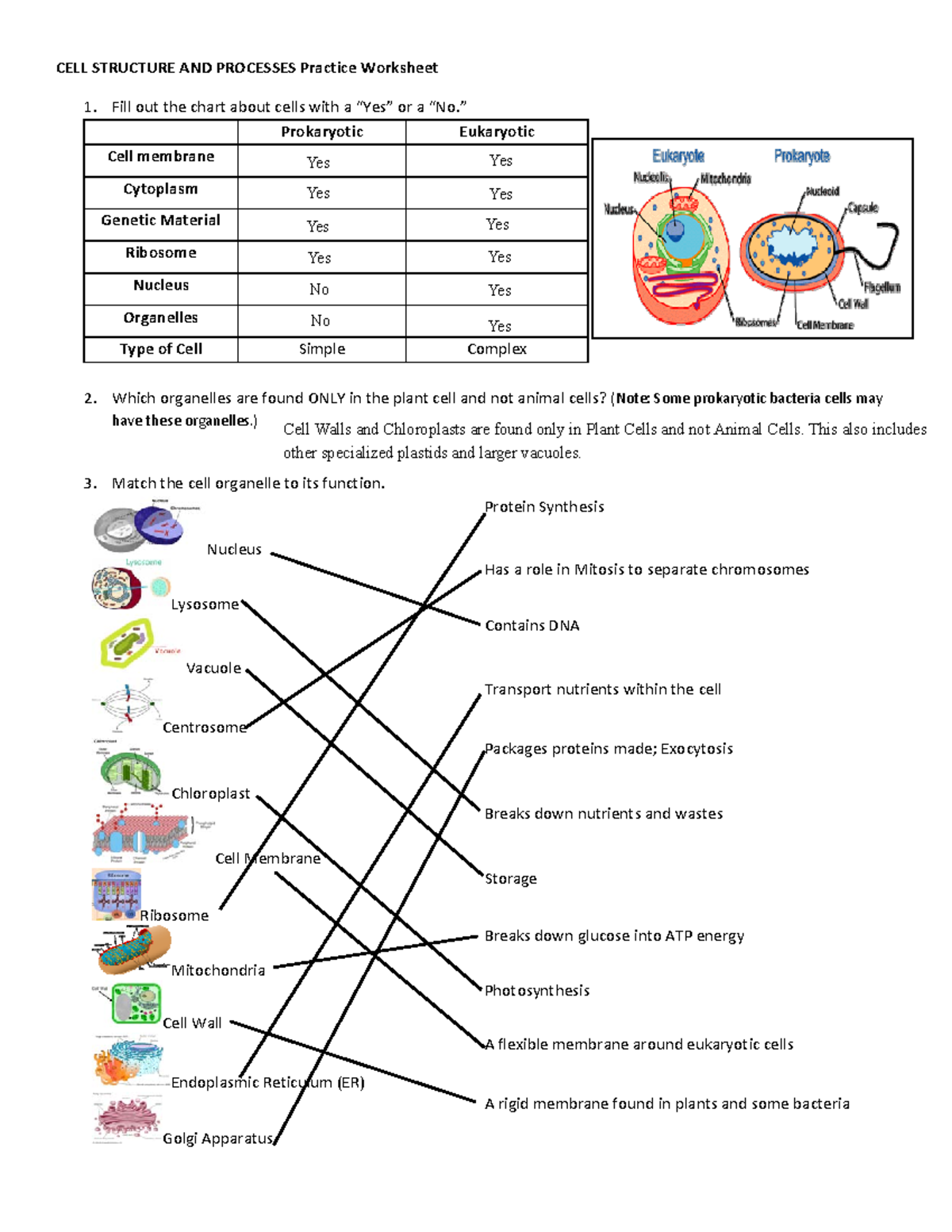 Cell Structure Amp Function Worksheet - Riset