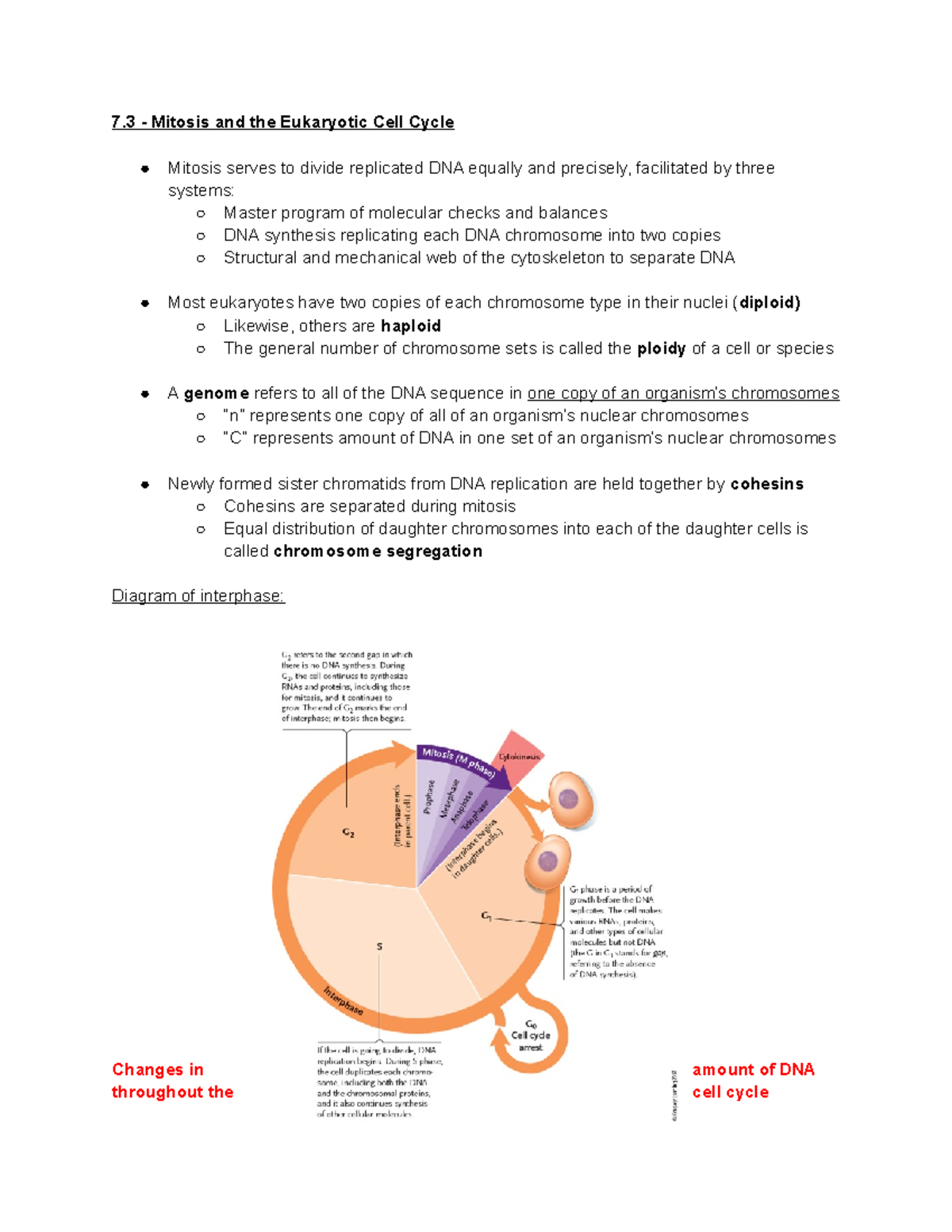 Chapter 7 (Lecture Cycle 2) - 7 - Mitosis and the Eukaryotic Cell Cycle ...