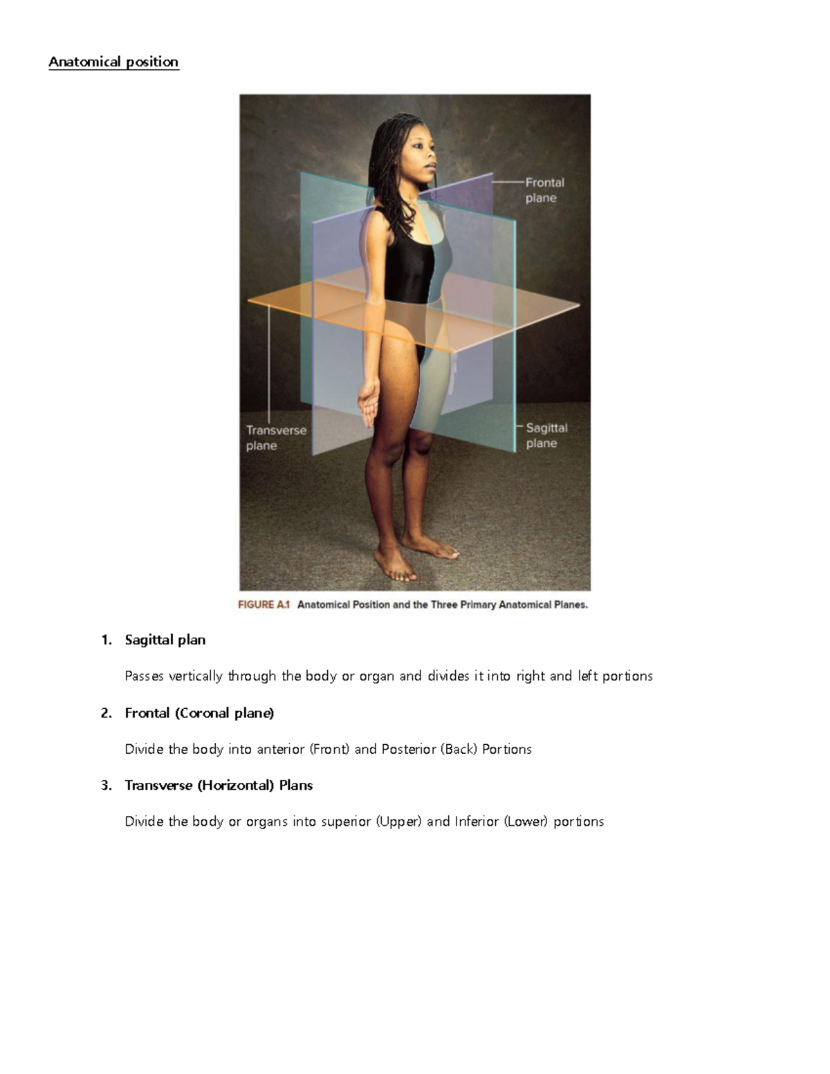 Week Lecture Note Based On The Book Anatomical Position Sagittal Plan Passes Vertically