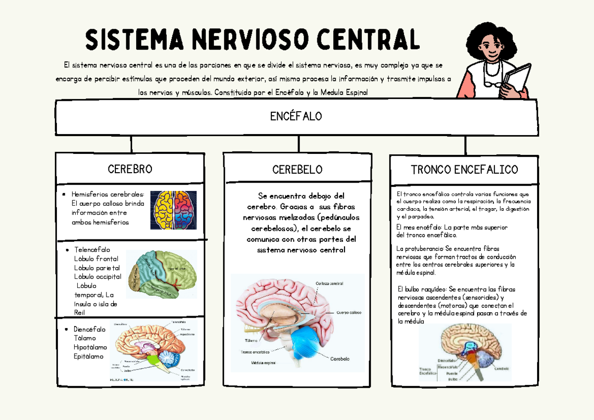 Sistema Nervioso Central Cerebelo Sistema Nervioso Central El Sistema Nervioso Central Es Una 2627