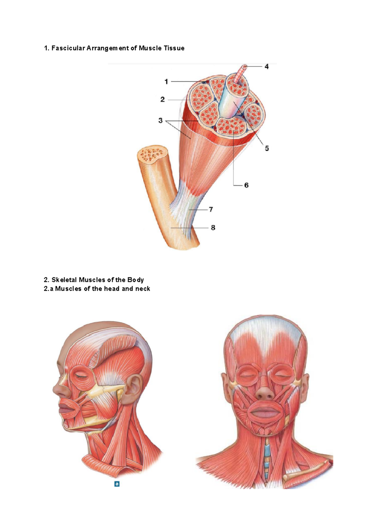 Muscles of the body Study - 400868 - Fascicular Arrangement of Muscle ...