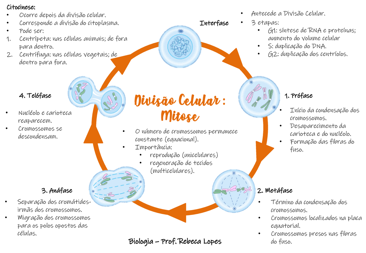 MAPA MENTAL DIVISÃO CELULAR - Biologia Celular
