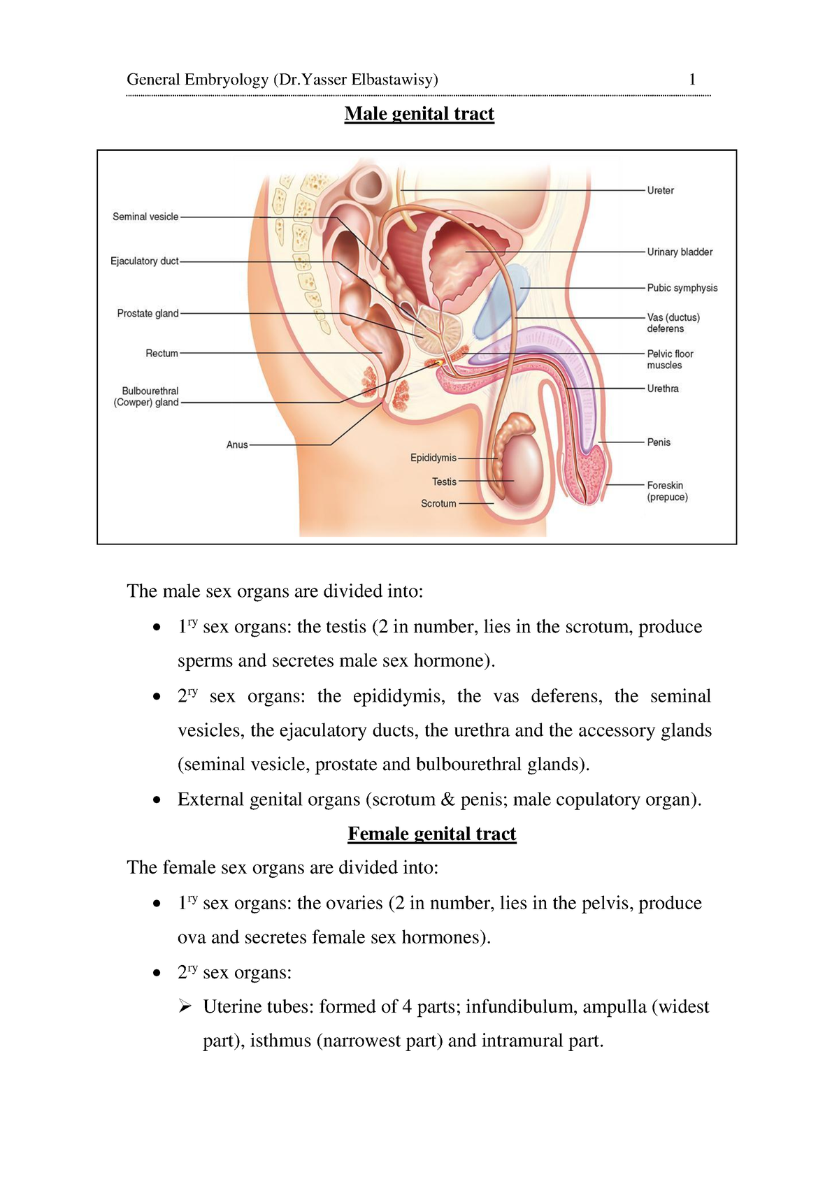 Embryology, lecture 1, first week handout - Male genital tract The male sex  organs are divided into: - Studocu