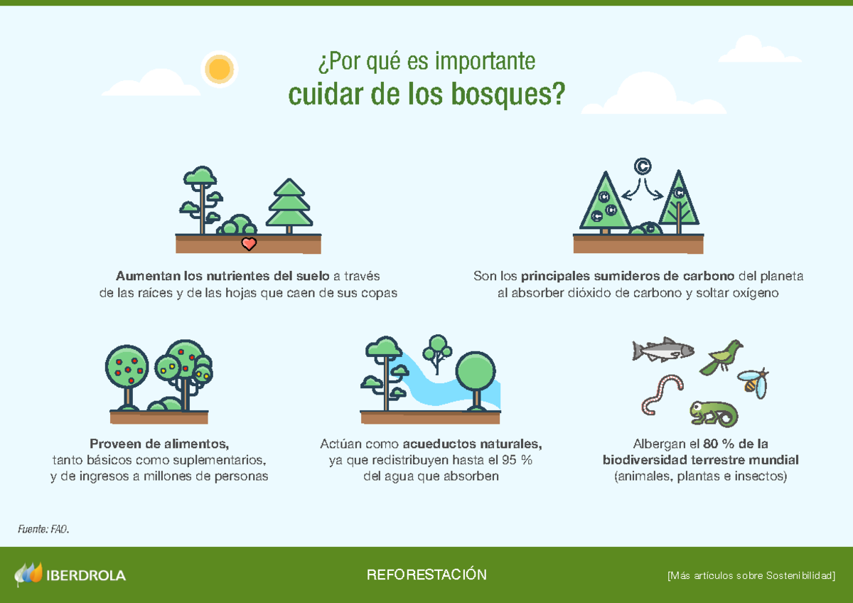 Por Que Es Importante Cuidar Los Bosques