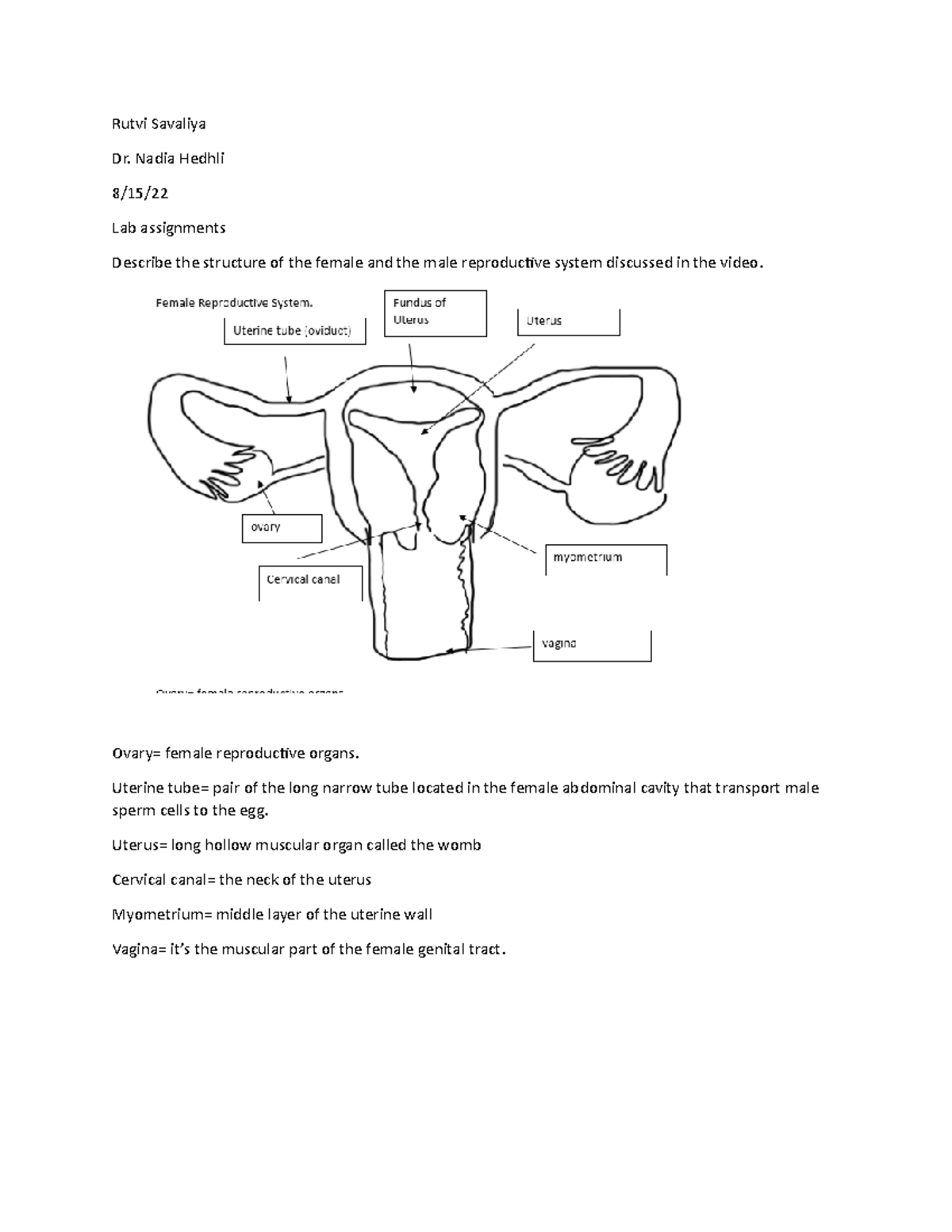 reproductive system lab assignment