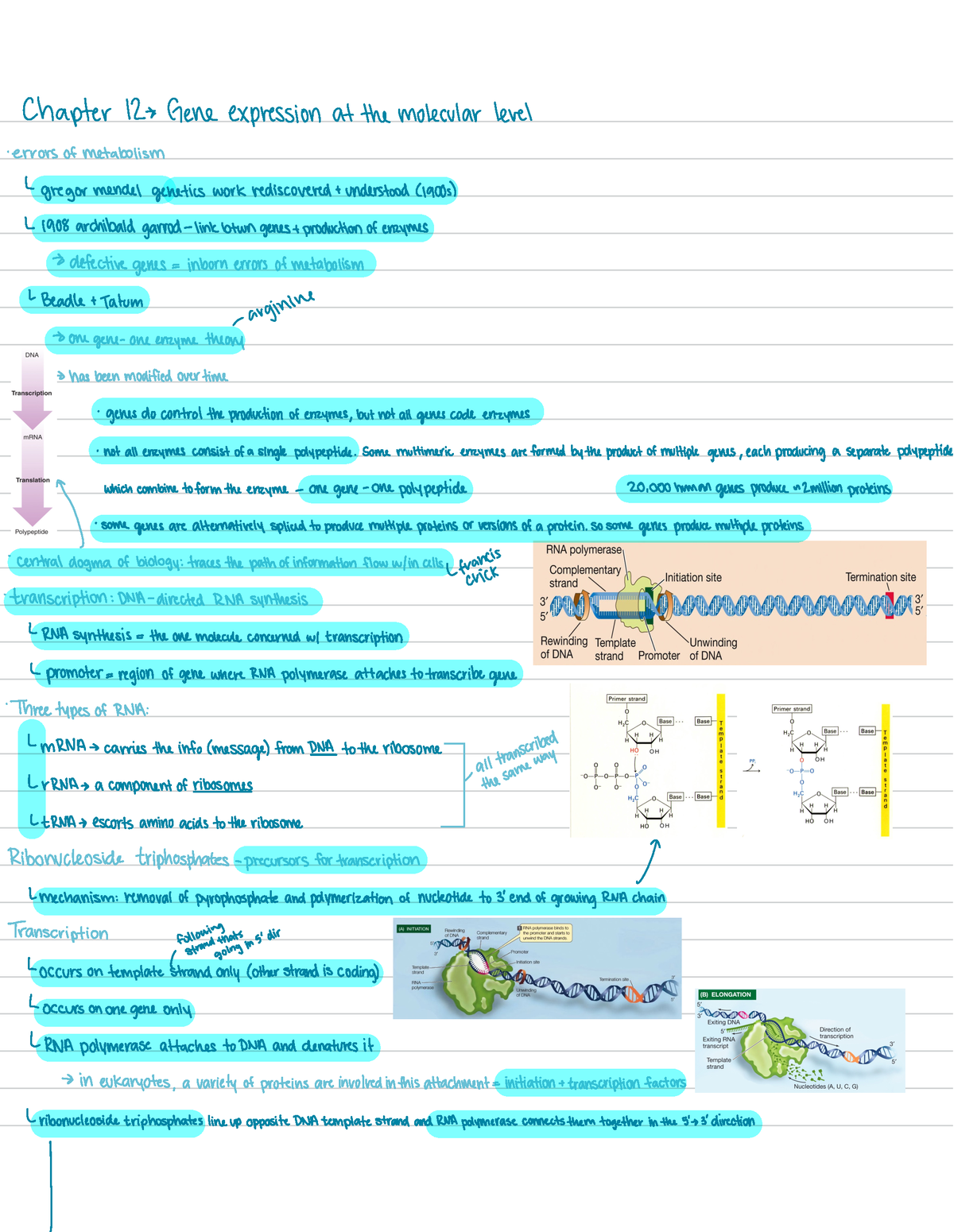 Chapter 12 - Biology Study Guides For 224 Tests - Chapter 120 Gene ...