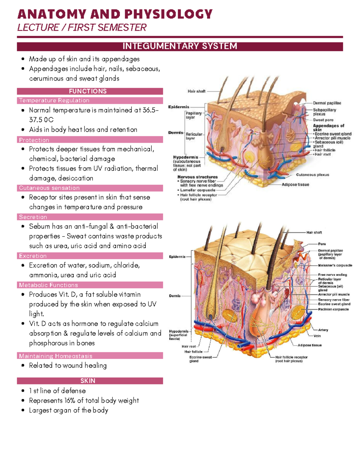 Lec-integumentary System - Lecture   First Semester Integumentary 