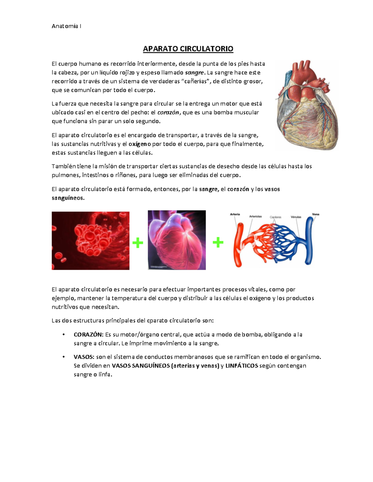 Sangre sistema circulatorio de la humano recorrido