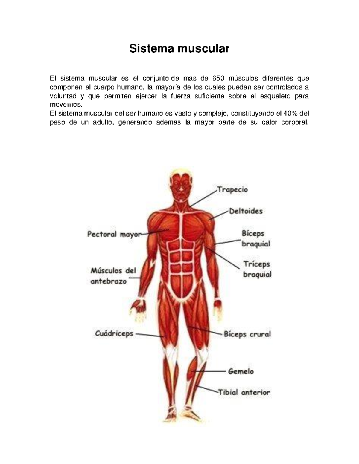 Partes del sistema muscular🥙 Viva a sorte com tigrinho atgelectronics com