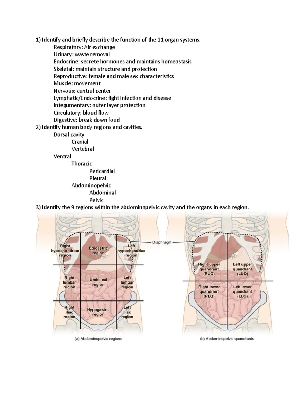 Anatomy and Physiology Exam 1 Review - Identify and briefly describe ...