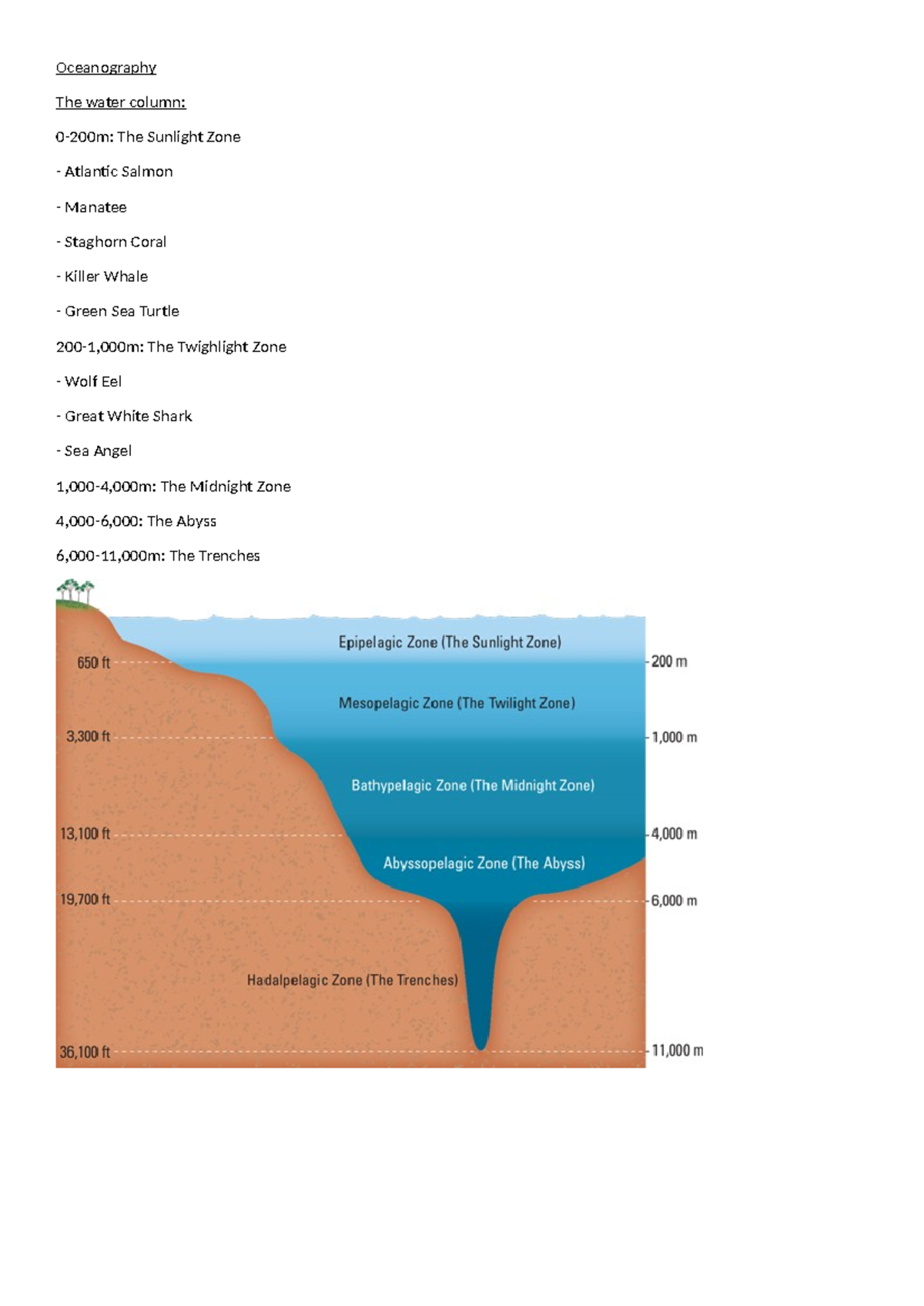 The ocean water column - Geography HL - Oceanography The water column ...